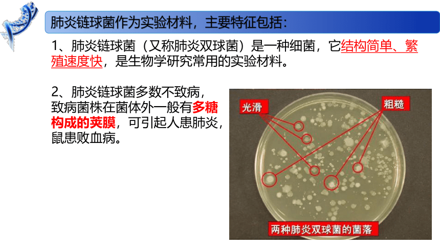 2.1 DNA是主要的遗传物质课件（41张）高一生物（苏教版2019必修2）