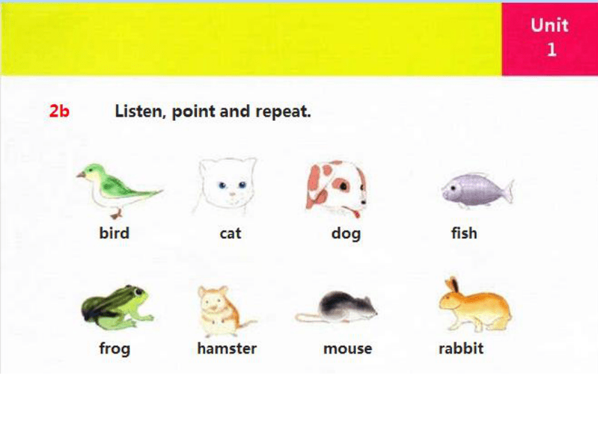 Unit1 Pets Lesson1 课件(共14张PPT)