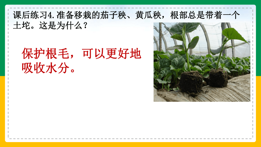 3.2.2 植株的生长-2022-2023学年上学期七年级生物名师精讲课件（人教版七上）(共35张PPT)