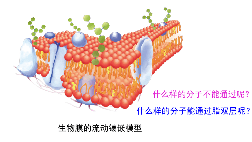 2021——2022学年高一上学期高中生物人教版  必修1 -4.3  物质跨膜运输的方式  课件（29张ppt)