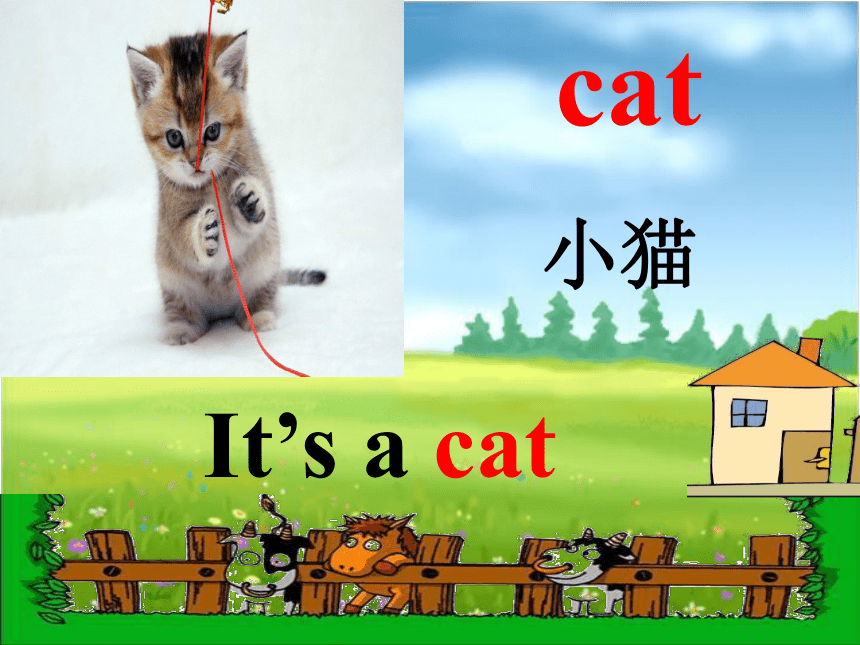 Unit 1  Lesson 2 Cats and Dogs课件（14张PPT）