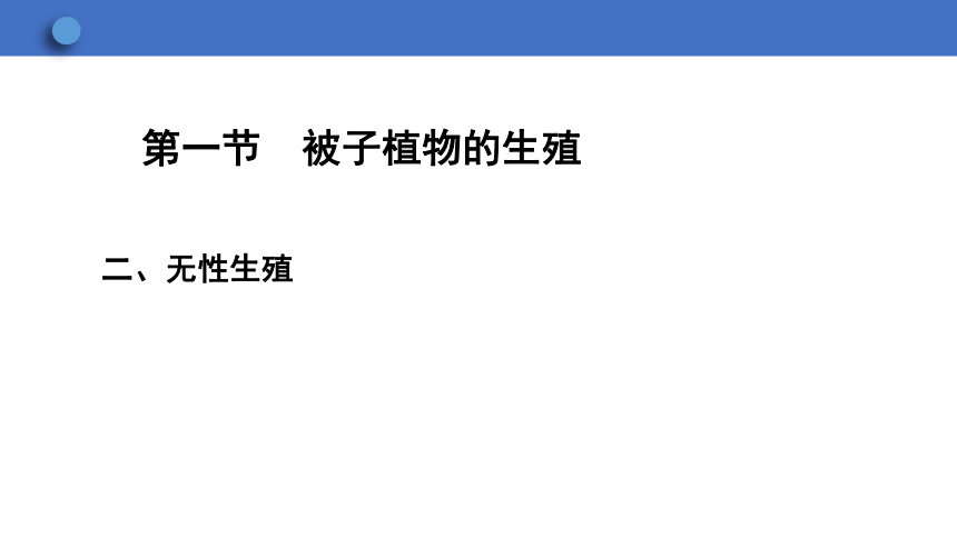 6.1.1 被子植物的生殖 第2课时(共24张PPT)课件2023-2024学年初中生物冀少版八年级下册