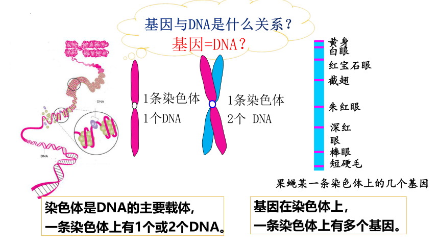 生物人教版（2019）必修2 3.4基因通常是有遗传效应的DNA片段（共19张ppt）