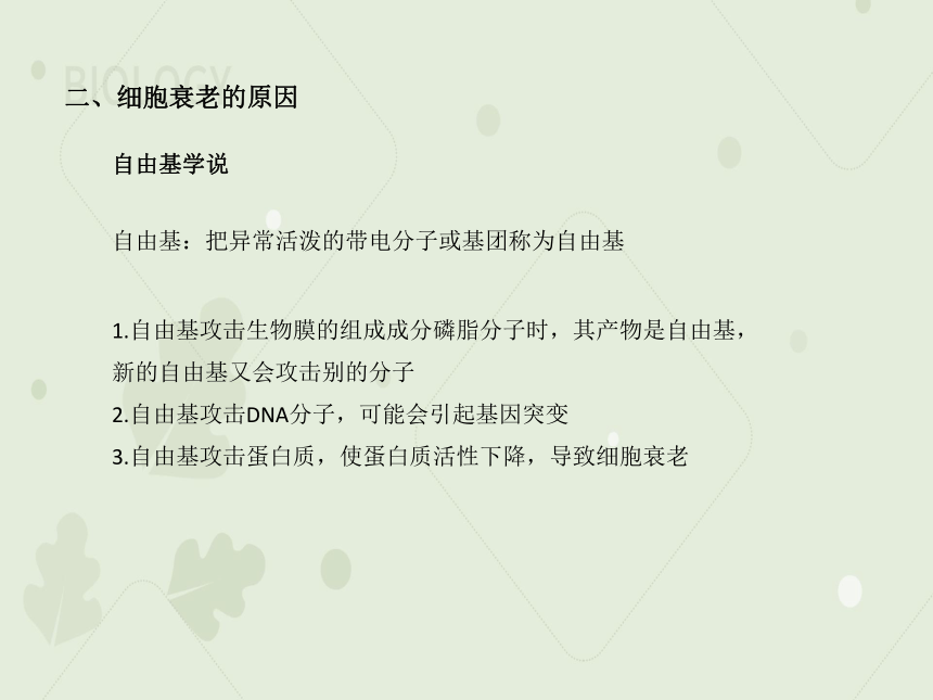 2022-2023学年高一生物人教版（2019）必修一课件：第六章 细胞的生命历程 6.3细胞的衰老和死亡（共29张PPT）