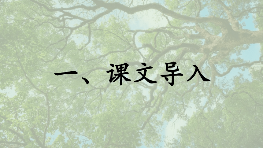 2.1《致橡树》课件(共30张PPT)高教版中职语文基础模块上册