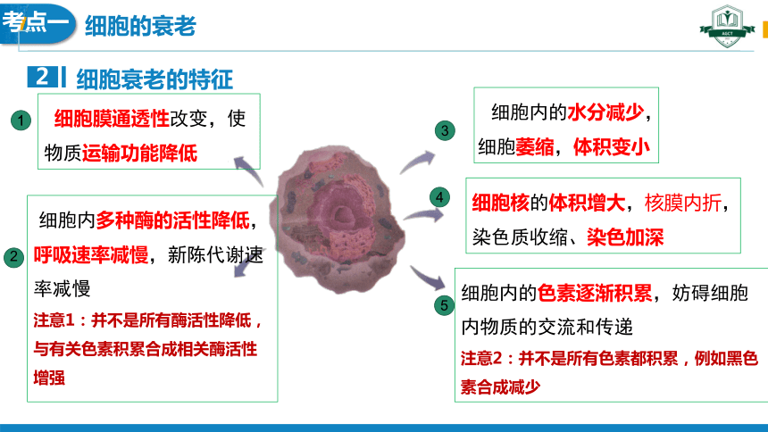 6.3细胞的衰老和死亡(1课时）(课件共23张PPT)