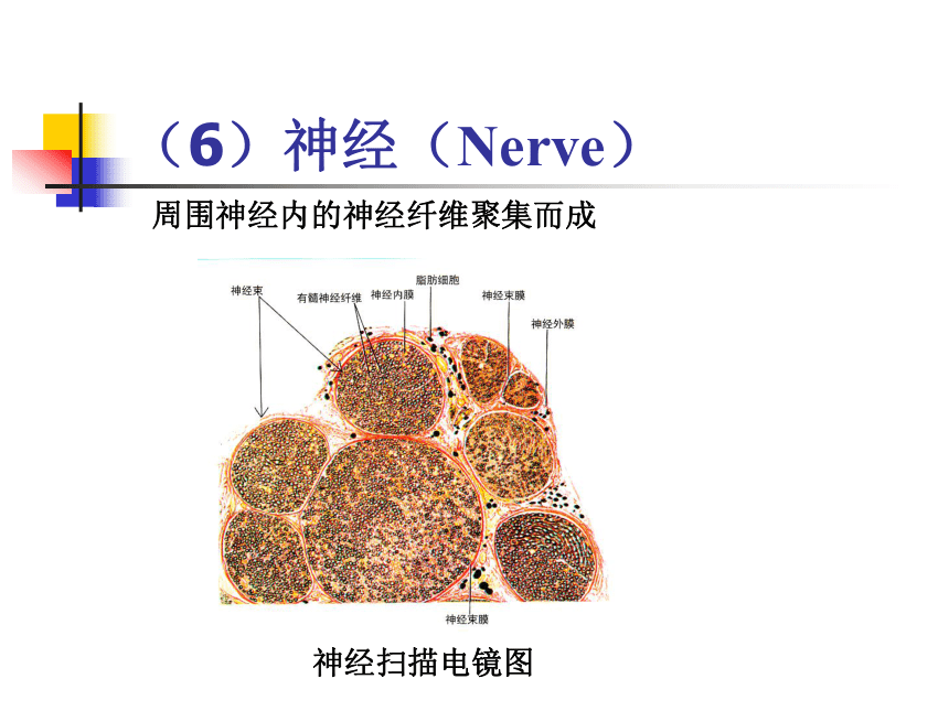 11.神经系统-1  课件(共30张PPT) - 《畜禽解剖生理学》同步教学（高教版）