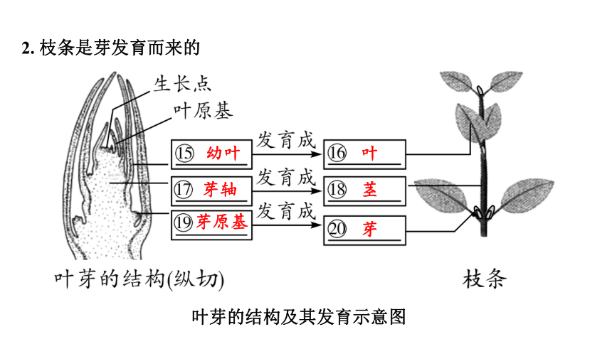 3.2  被子植物的一生复习课件(共41张PPT)