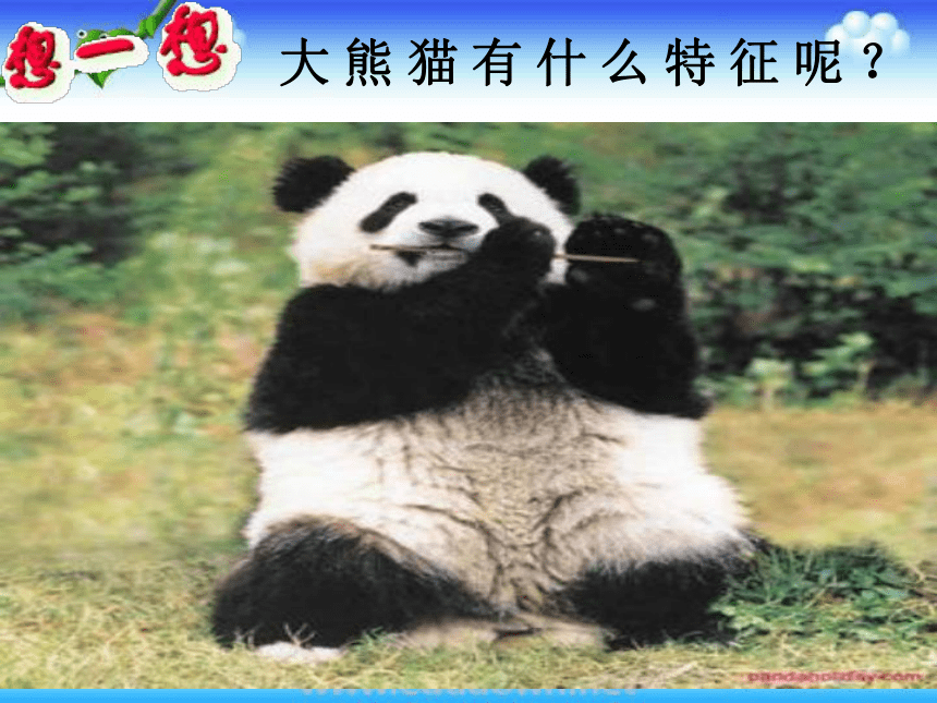 冀教版小学信息技术三年级第二课画大熊猫 课件（20PPT）