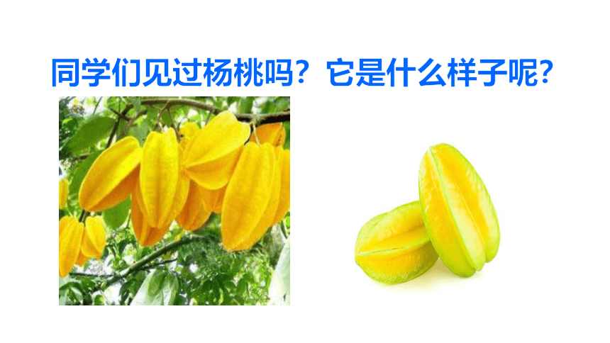 13 画杨桃    课件(共46张PPT)