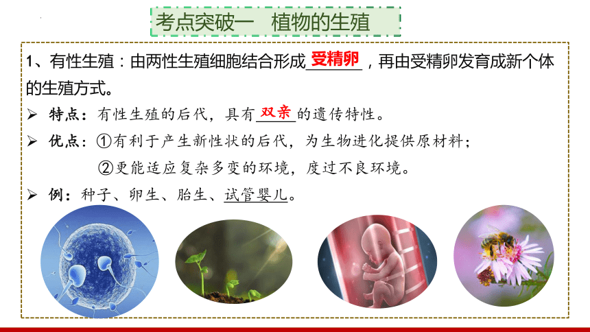 2024年初中生物一轮复习人教版专题15生物的生殖和发育课件(共26张PPT)