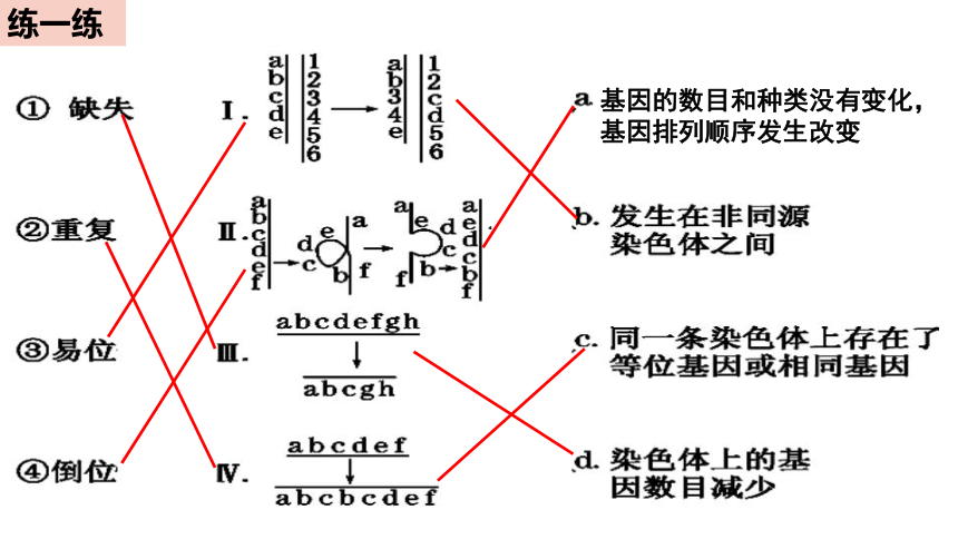 3.1 染色体变异及其应用  课件(共50张PPT) 2022-2023学年高一生物 苏教版2019必修2