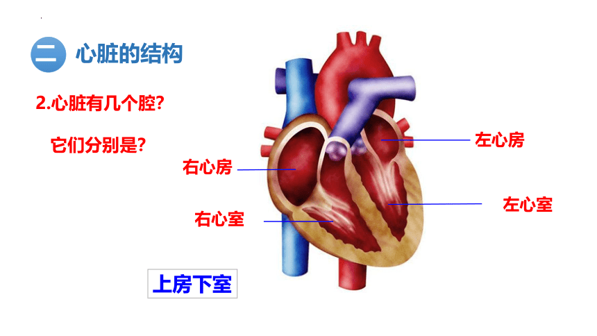 4.4.3 输送血液的泵——心脏第一课时心脏的结构和功能课件  (共27张PPT＋内嵌视频2个)人教版生物七年级下册