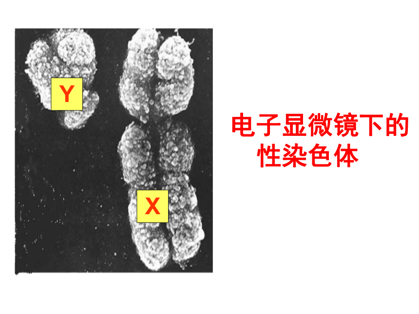 4.4.3人类染色体与性别决定 课件-（共40张PPT）