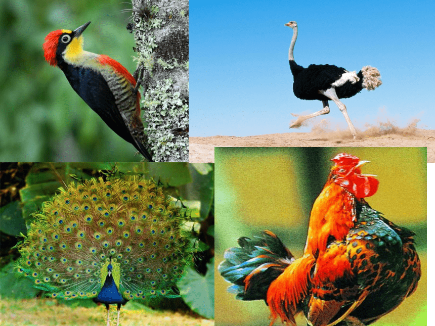 第6课鸟和家禽 课件(共45张PPT)苏少版美术四年级下册
