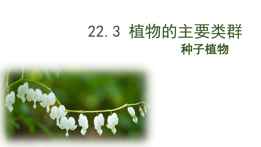 7.22.3植物的主要类群 种子植物课件(共20张PPT)2022--2023学年北师大版生物八年级下册