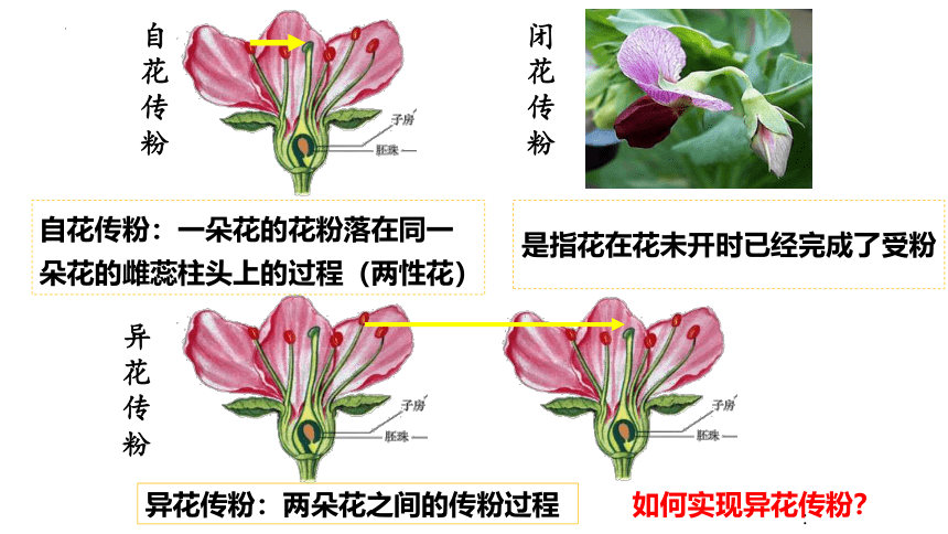 生物人教版(2019)必修2 1.1孟德尔的豌豆杂交实验（一）（共58张ppt）