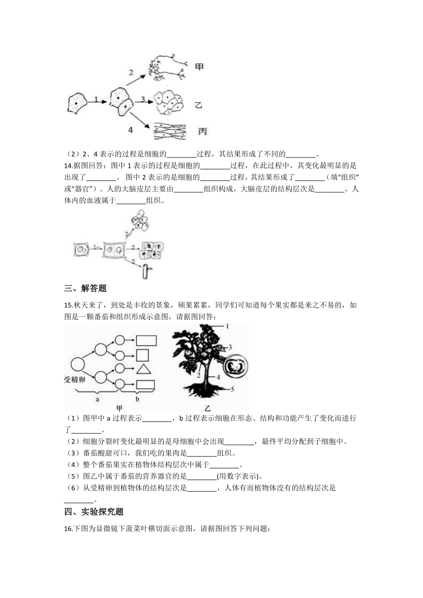 2.3生物体的结构层次 同步练习（含解析）