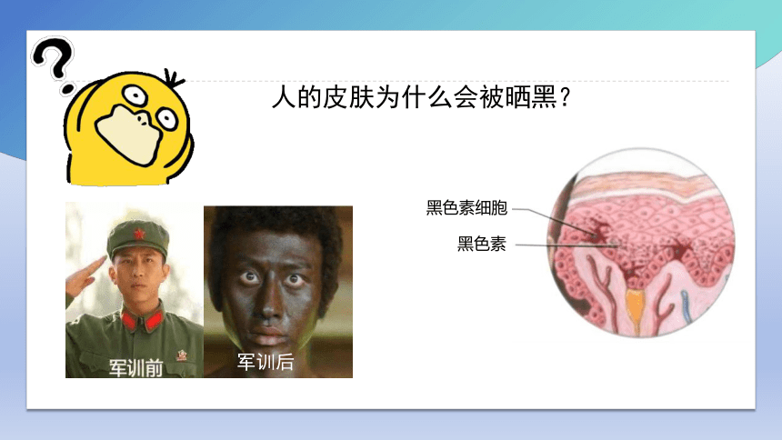 4.11.3皮肤与汗液分泌课件(共20张PPT) 北师大版生物七年级下册