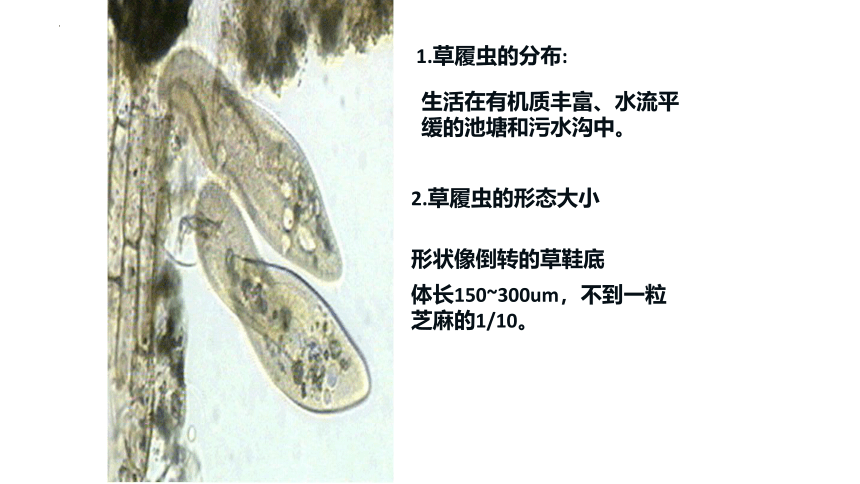 2.2.4 单细胞生物 课件 (共23张PPT)2022--2023学年人教版生物七年级上册