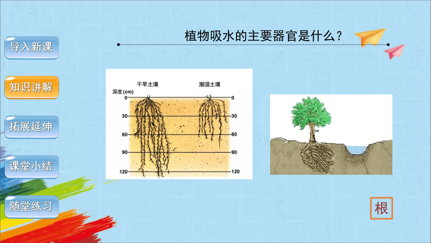 3.3 绿色植物与生物圈的水循环（第1课时）课件(共23张PPT)2022-2023学年人教版生物七年级上册