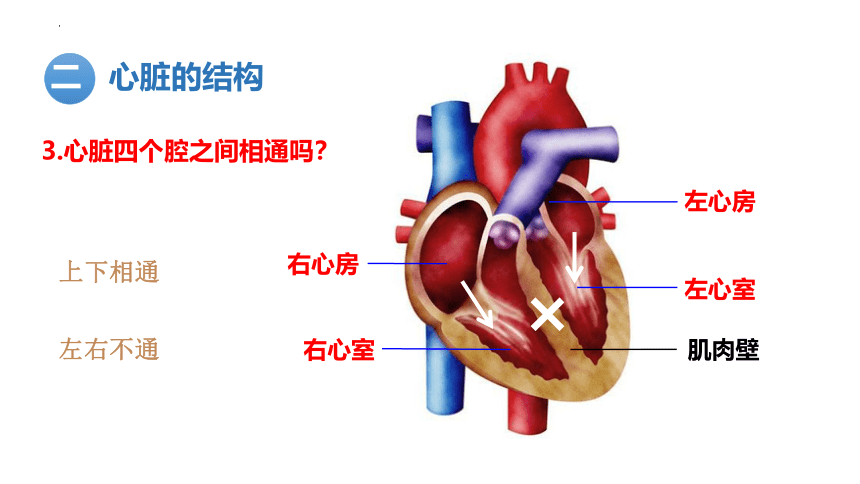 4.4.3 输送血液的泵——心脏第一课时心脏的结构和功能课件  (共27张PPT＋内嵌视频2个)人教版生物七年级下册