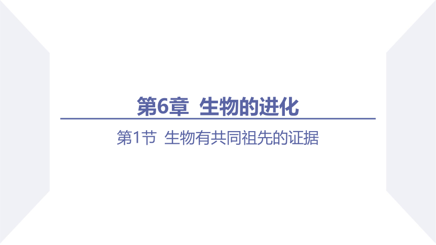 6.1 生物有共同祖先的证据 课件(共27张PPT) 2023-2024学年高一生物人教版（2019）必修第二册