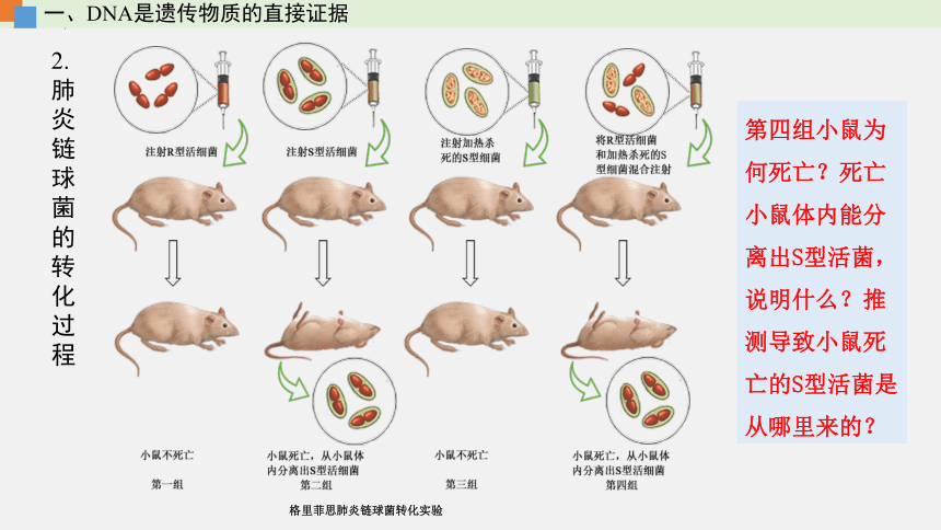 2021-2022学年高一生物浙科版（2019）必修2第三章第一节核酸是遗传物质（课件）（36张ppt）