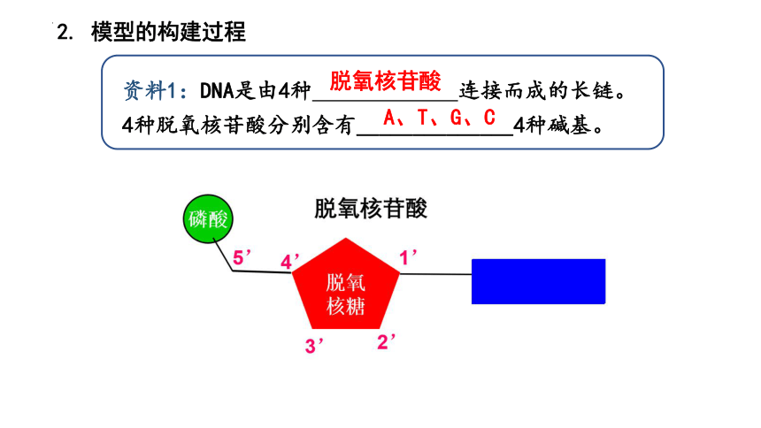 3.2DNA的结构课件(共27张PPT)-人教版（2019）必修2