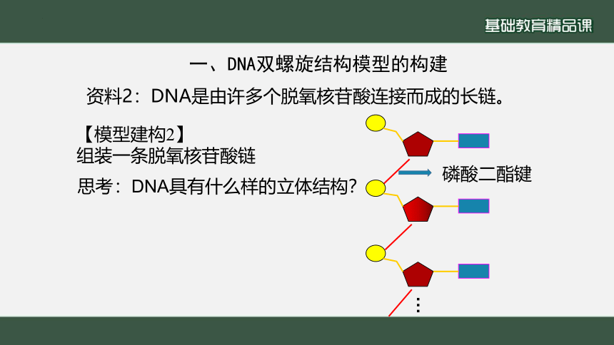 生物人教版（2019）必修2 3.2  DNA的结构（共24张ppt）