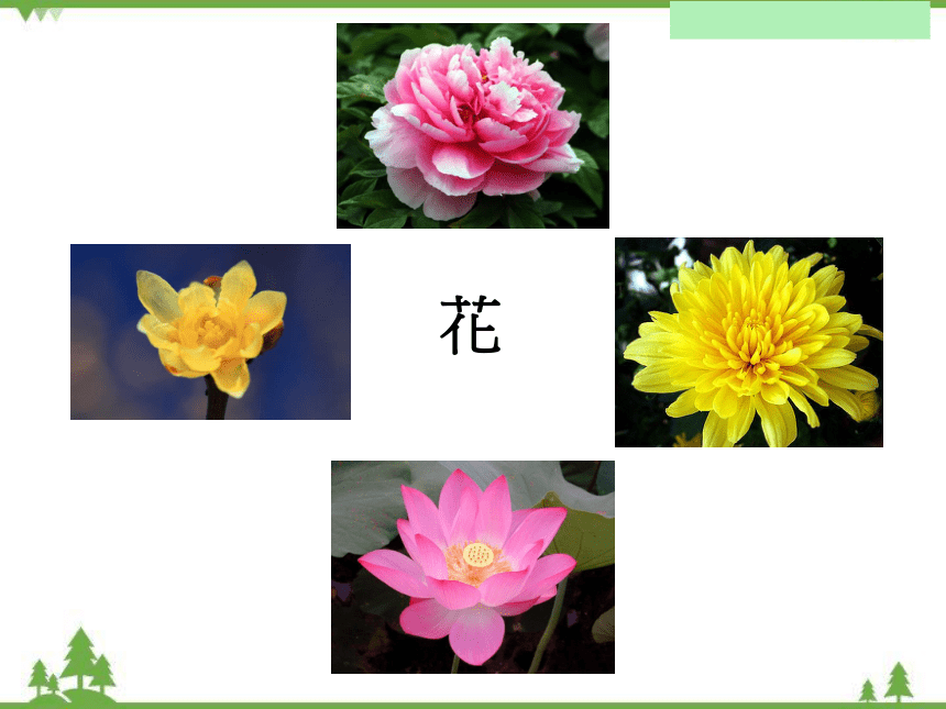 苏教版生物七年级上册3.5.5植物的开花和结果课件(共58张PPT)