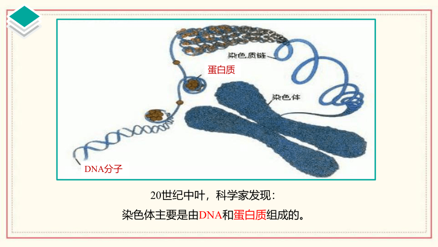 3.1 核酸是遗传物质（共39张PPT、含1份视频）高中生物 浙科版 必修二