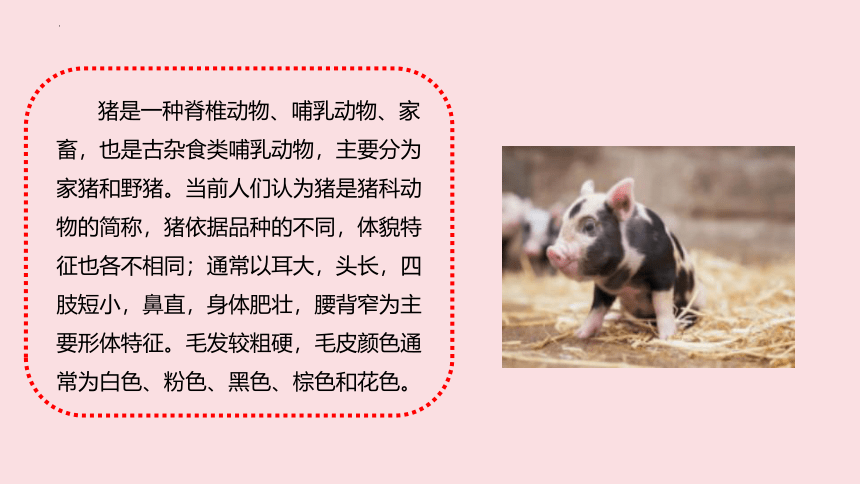 小学生主题班会通用版  “猪”你快乐 课件 (20张PPT)