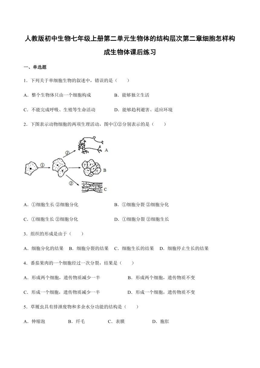 人教版初中生物七年级上册第二单元生物体的结构层次第二章细胞怎样构成生物体课后练习(word版 带答案)