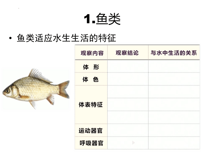 沪教版第二册八年级生物第4章第2节动物（一）常见的脊椎动物类群——鱼类、两栖类课件(共22张PPT)