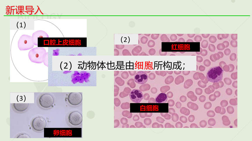 1.1细胞是生命活动的基本单位_新人教2019版必修1(共23张PPT)