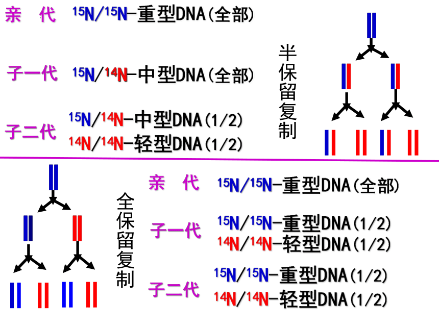 2.2 DNA分子的结构和复制（第2课时） 课件(共28张PPT)-高一生物必修2同步教学课件（苏教版）