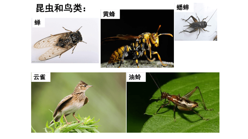 1.1.2调查周边环境中的生物 课件(共22张PPT)