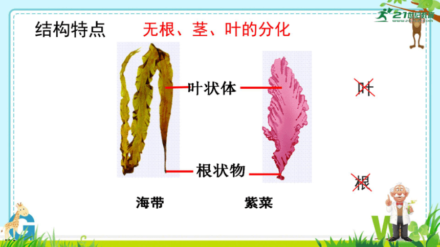 微课 第一节 藻类、苔藓和蕨类植物 课件（希沃版+PPT图片版）
