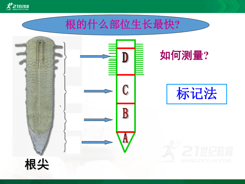 3.2.2 植株的生长（课件）（共31张PPT）