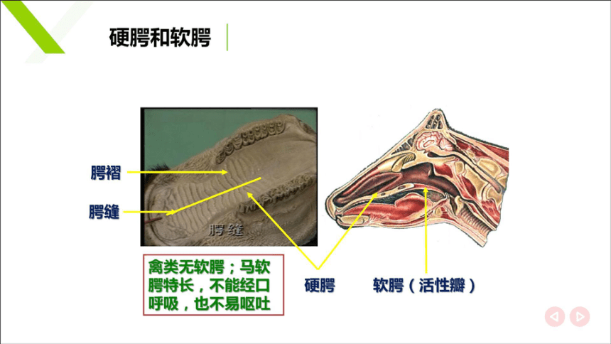 4.2口腔咽食道 课件(共23张PPT)《畜禽解剖生理学》同步教学（中国农业出版社）