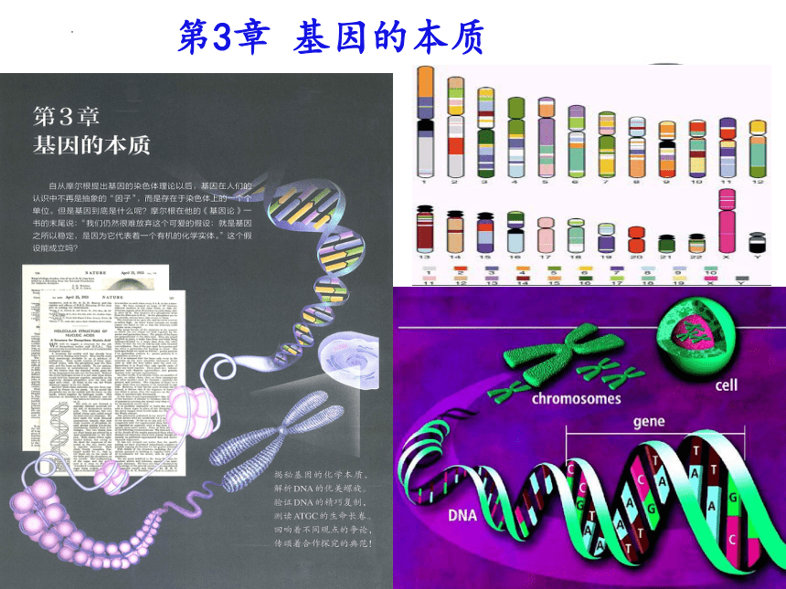 3.4 基因通常是有遗传效应的DNA片段 -科学探究教材分析课件(共29张PPT)2022-2023学年高一下学期生物人教版2019必修2