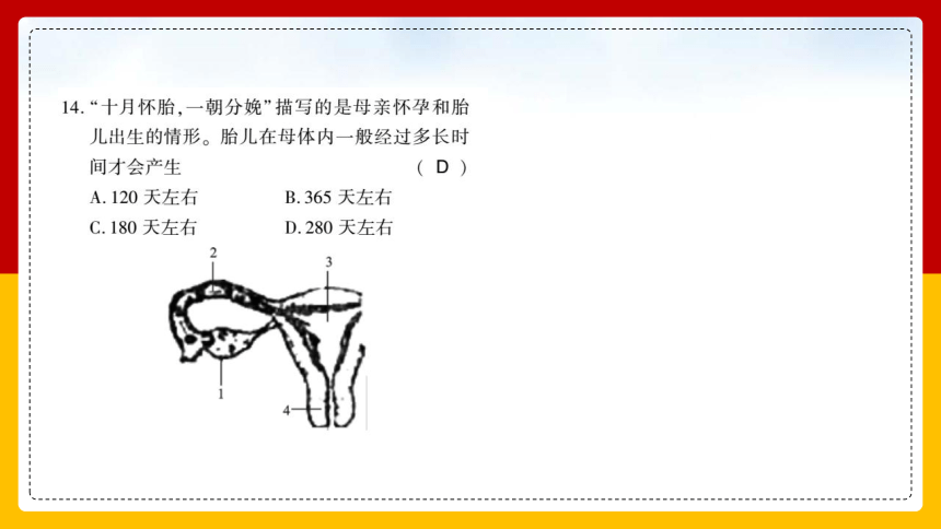 6.19.1人的生殖和发育课件（22张PPT）