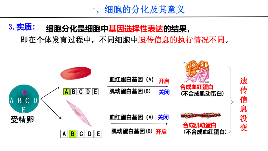 2021-2022学年高中生物人教版（2019）必修一6.2 细胞的分化课件（23张PPT）