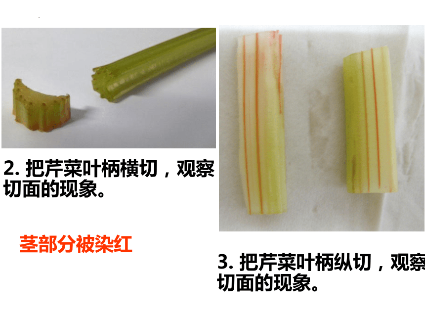 3.3 绿色植物与生物圈的水循环课件共37张PPT) 2022-2023学年人教版生物七年级上册