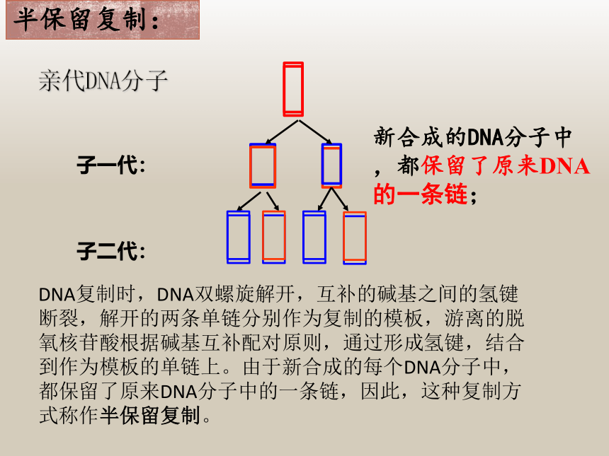 人教版高中生物必修二课件《DNA的复制》（28张）