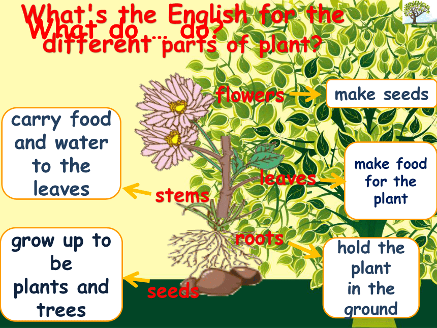 Unit 3 How do seeds travel? Lesson 9 课件(共25张PPT)