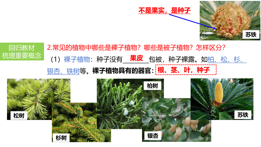 2024中考一轮复习：第6讲 绿色植物的类群课件(共21张PPT)