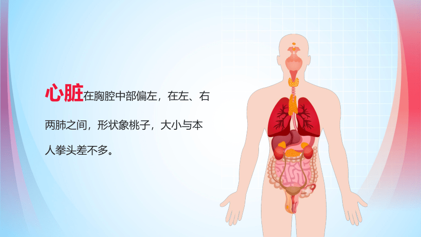 第三节 输送血液的泵──心脏 课件（23张PPT）