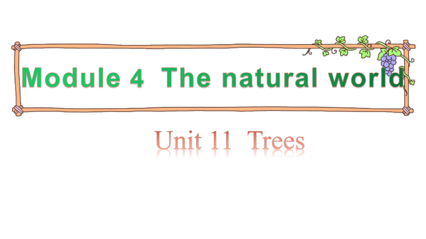 Module 4 Unit 11 Trees  第3课时 课件（13张PPT）
